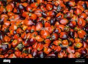 Oil Palm Fruit