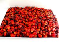 Oil Palm Fruit