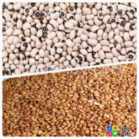 Beans(Phaseolus vulgaris)