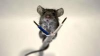 Repela For Rodents