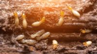 Repela For Insects
