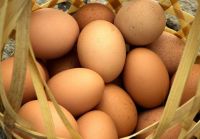 Products for &quot;Eggs packaging trays&quot;