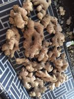 Natural white ginger , Elephant ginger