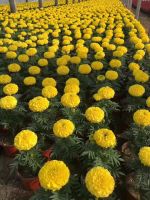 Marigold Seeds