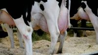 Pregnant Holstein Heifers cows/Holstein heifers / Friesian cattle