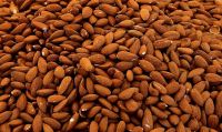 Cheap Almond Nuts / Almond Kernel for wholesale