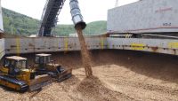 Viet Nam wood chips for paper making