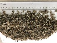 ISLANDIC MOSS