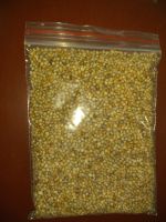 GREEN MILLET