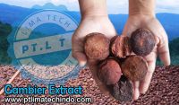 Gambier Extract