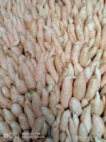 Purple & Honey Sweet Potato