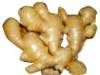 Fresh Ginger