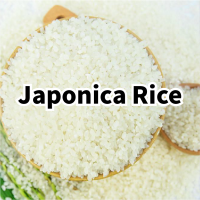 Japonica Rice