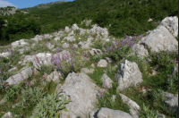 Common Sage - Salvia officinalis