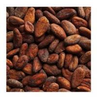 Forastero Green Cacao Beans