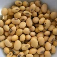 High Quality Soybean 