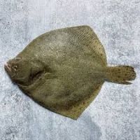 Wild Caught Turbot