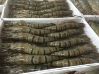 Frozen Tiger Prawns 26/30 (800gm per pack) Wholesale Suppliers Prawns Shrimps Black Tiger Vannamies Shrimp/ Frozen red Prawns