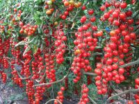 Red cherry tomatoes