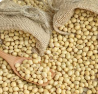Soy Beans