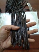 PNG VANILLA PLANIFOLIA BEANS GRADE A