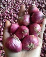 Red Shallot