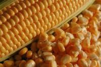 Corn Kernels