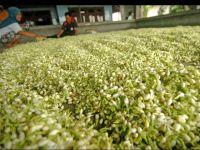 White Jasmine Flowers