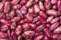 Kidney Bean, White/red/all Types Very Good For The Body Contains A Large Amount Of Fiber Vegetable Protein