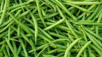 French Green Bean For Sale Wholesale Price Premium Quality Organics Tastes Freshness and Highs Sweetness South Africa Manufacturing