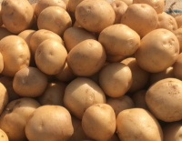 fresh potatoes