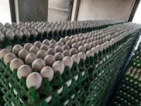POULTRY EGGS