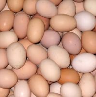 Fresh Table Chicken Eggs Supplier