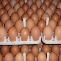 Fresh Table Chicken Eggs Supplier