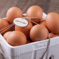 Fresh Table Chicken Eggs Supplier