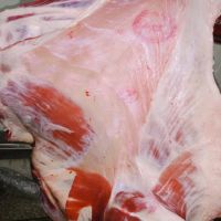 HALAL certified high quality products from USA flesh meat caw body whole carcass frozen beef