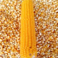 Wholesale Gmo Yellow Corn Sweet Kernel Corn Color Organic Eco Maize Animal Feed Human Feed Grains