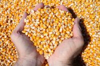 Wholesale Gmo Yellow Corn Sweet Kernel Corn Color Organic Eco Maize Animal Feed Human Feed Grains