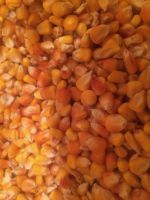 High Quality Yellow Maize Corn For Sale