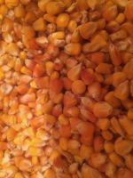 Non GMO Yellow and white Corn Maize