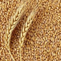 Natural Brown Indian Wheat Available For Export At A Affordable Price