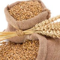 Natural Brown Indian Wheat Available For Export At A Affordable Price