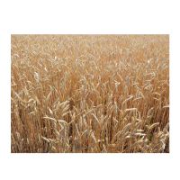 High Quality Natural Whole Wheat Grain Dried Style