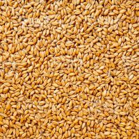https://cn.tradekey.com/product_view/50kg-Hdpp-Bag-Packing-For-Indian-Wheat-Manufacturer-Suppliers-For-Wheat-Grain-Milling-Wheat-Grains-10108417.html