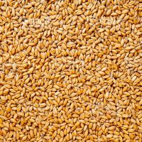 Natural Brown Indian Wheat Available For Export At A Affordable Price