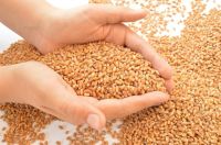 White Soft And Hard Wheat Grains For Sale