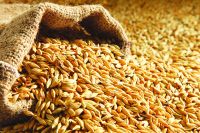 https://cn.tradekey.com/product_view/100-Good-Quality-Pearl-Grain-Barley-10111103.html