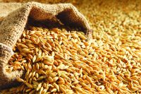 Quality Barley for Animal Feed