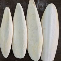 CUTTLEFISH BONE / CUTTLE BONE / SEPIA CUTTLEBONE