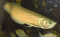 Arowana Fish for supply